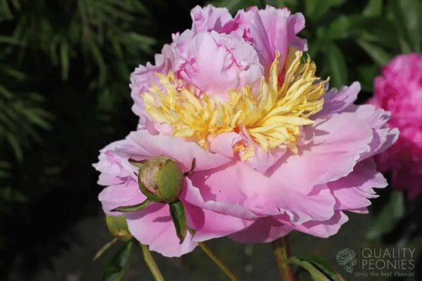 A delicate pink and yellow peony flower in bloom.
