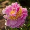 A vibrant pink peony flower in full bloom.