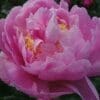 Close-up of a pink peony flower with delicate petals.