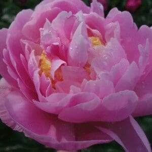 Close-up of a pink peony flower with delicate petals.