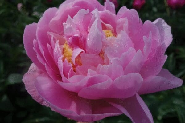 Close-up of a pink peony flower with delicate petals.