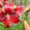 A vibrant red lily flower blooming with green foliage.