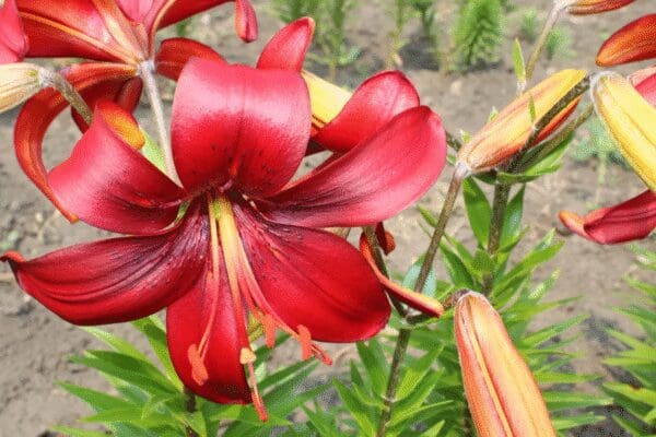 A vibrant red lily flower blooming with green foliage.
