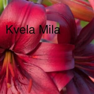 Close-up of vibrant red lilies with detailed petals.
