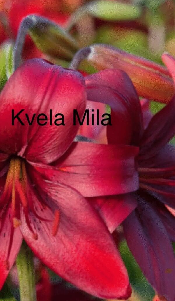 Close-up of vibrant red lilies with detailed petals.