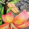 Close-up of a vibrant orange lily flower with speckled petals.