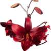 Vibrant red lily flowers with buds on a transparent background.