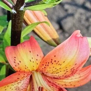 Close-up of a vibrant orange lily flower with speckled petals.