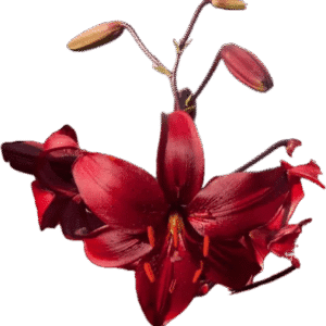 Vibrant red lily flowers with buds on a transparent background.
