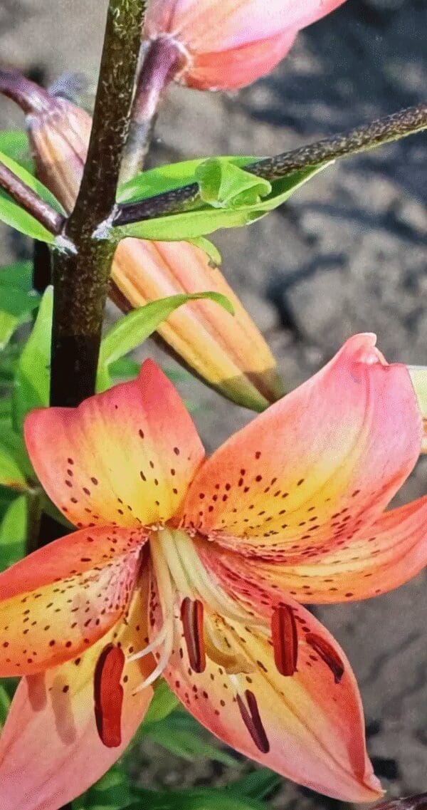 Close-up of a vibrant orange lily flower with speckled petals.