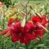 Bright red lilies blooming in a garden.