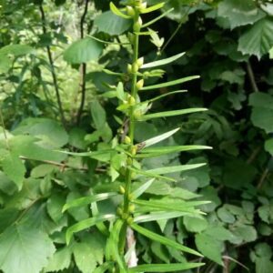 A green plant with clustered, elongated seed pods among dense foliage.