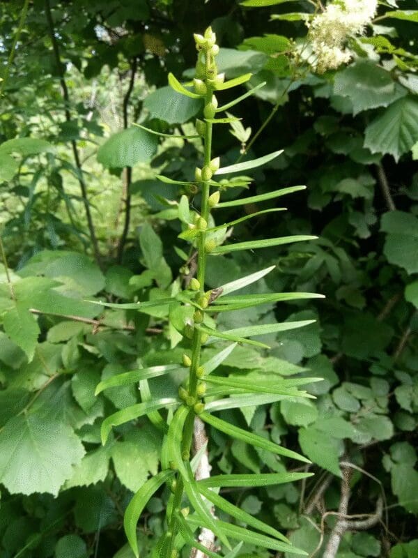 A green plant with clustered, elongated seed pods among dense foliage.