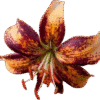 A vibrant tiger lily flower with orange and dark red petals.