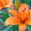 Vibrant orange lilies blooming with lush green leaves.