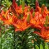 Bright orange lilies blooming in a garden under sunlight.