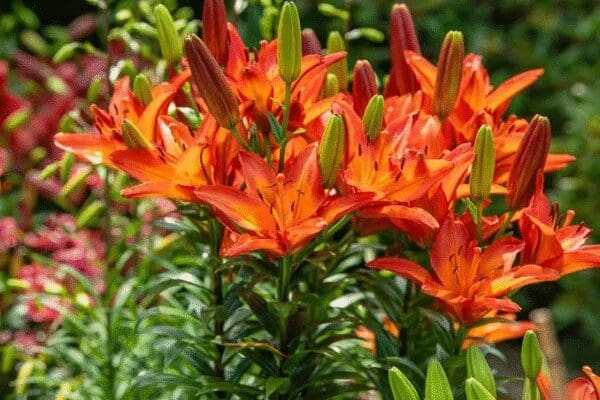 Bright orange lilies blooming in a garden under sunlight.
