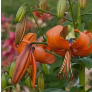 Orange lilies blooming with green buds in a garden setting.