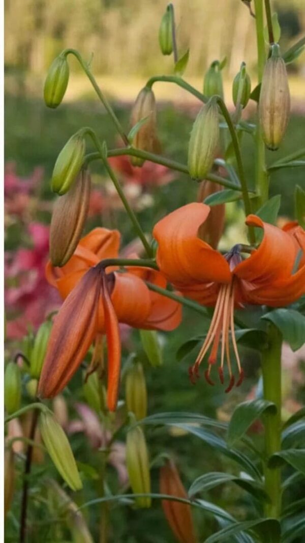 Orange lilies blooming with green buds in a garden setting.