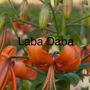 Orange lilies blooming with buds in a green garden.