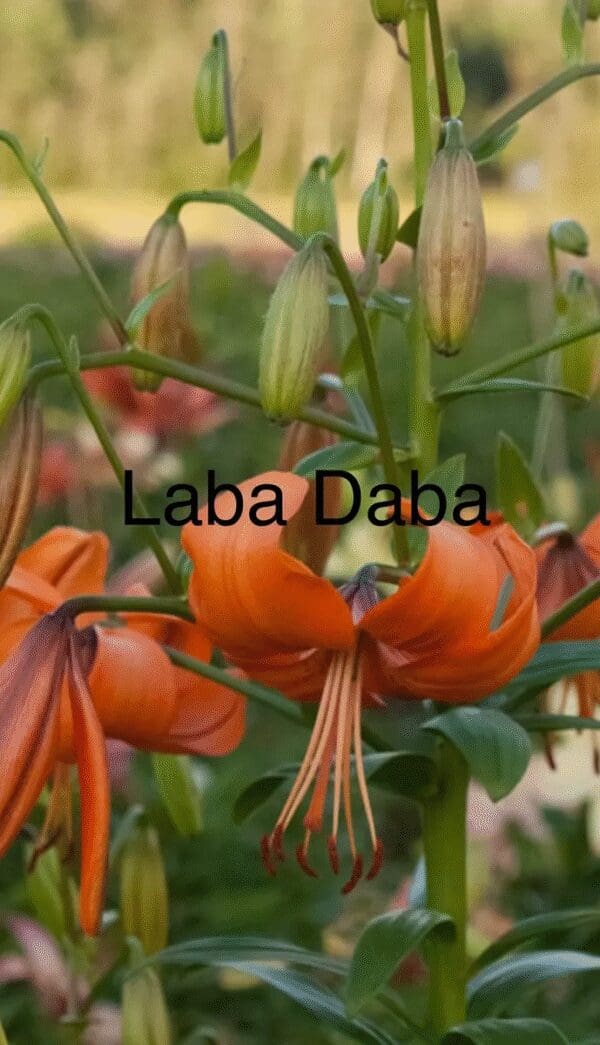 Orange lilies blooming with buds in a green garden.