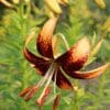 Close-up of a reddish-orange lily flower with speckled petals.