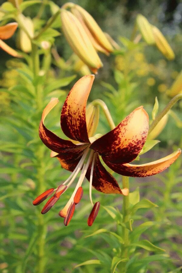 Close-up of a reddish-orange lily flower with speckled petals.
