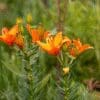 Bright orange lilies blooming with green foliage in the background.