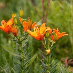 Bright orange lilies blooming with green foliage in the background.