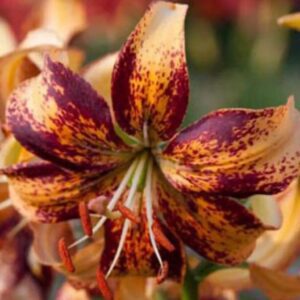 A vibrant tiger lily with orange and dark red speckled petals.