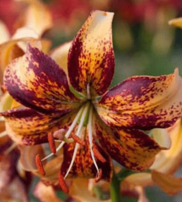 A vibrant tiger lily with orange and dark red speckled petals.