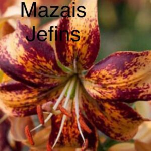 A close-up of a vibrant orange and purple tiger lily flower with text overlay.