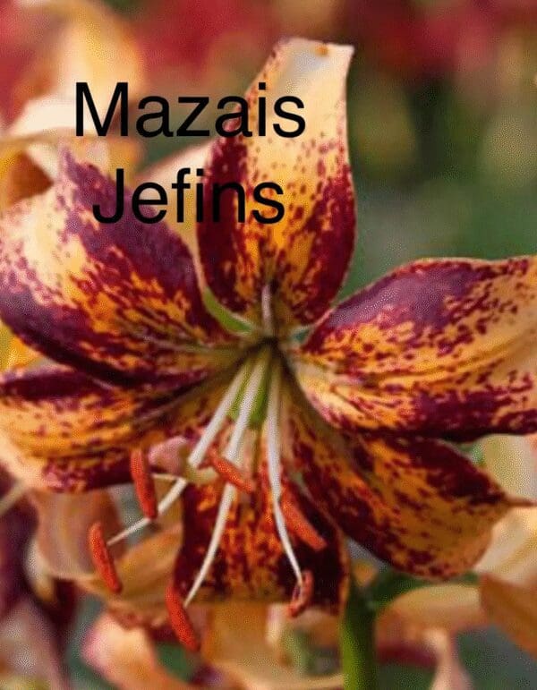 A close-up of a vibrant orange and purple tiger lily flower with text overlay.