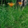 Orange lilies blooming amid green grass and tree trunks.