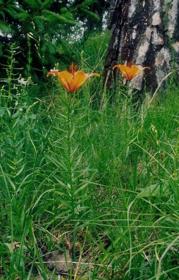 Orange lilies blooming amid green grass and tree trunks.