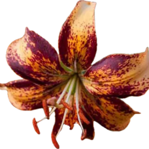 A vibrant tiger lily flower with orange and dark red petals.