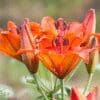 Bright orange lilies blooming in a garden.