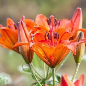 Orange lilies with dark stamens in soft background