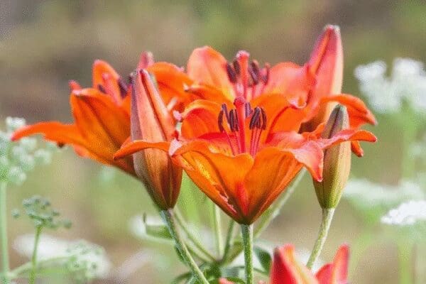 Bright orange lilies blooming in a garden.