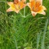 Two orange lilies blooming amidst green grass.