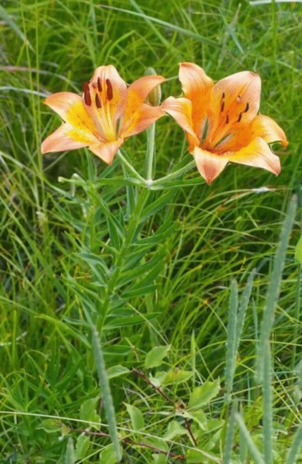 Two orange lilies blooming amidst green grass.