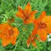 Bright orange lilies blooming in a green garden.