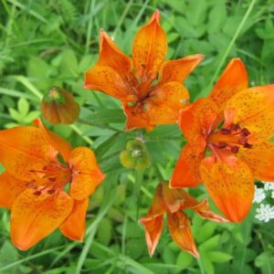 Bright orange lilies blooming in a green garden.