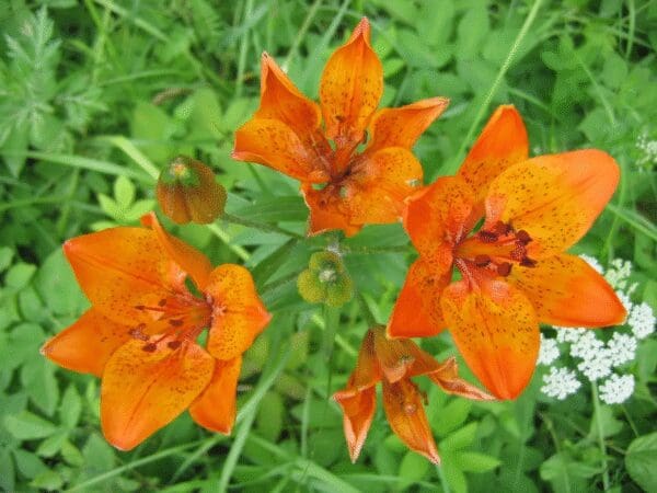 Bright orange lilies blooming in a green garden.