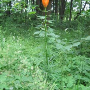 A single tall orange lily flower standing in a green forest clearing.