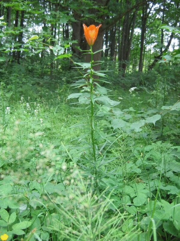 A single tall orange lily flower standing in a green forest clearing.