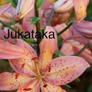 Peach-pink freckled lily with unopened buds