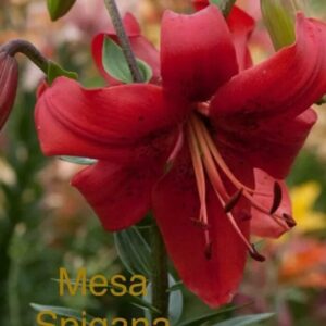 Close-up of a vibrant red lily flower in bloom.