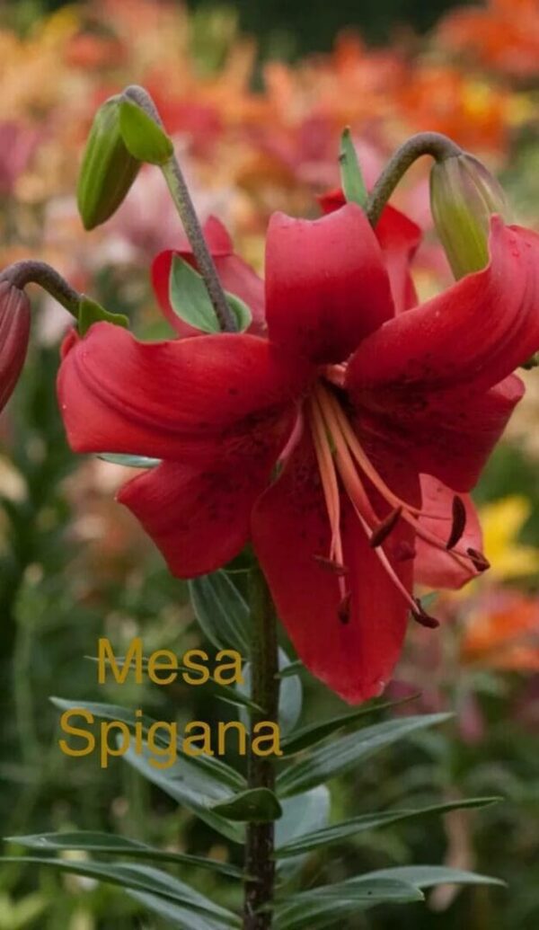 Close-up of a vibrant red lily flower in bloom.