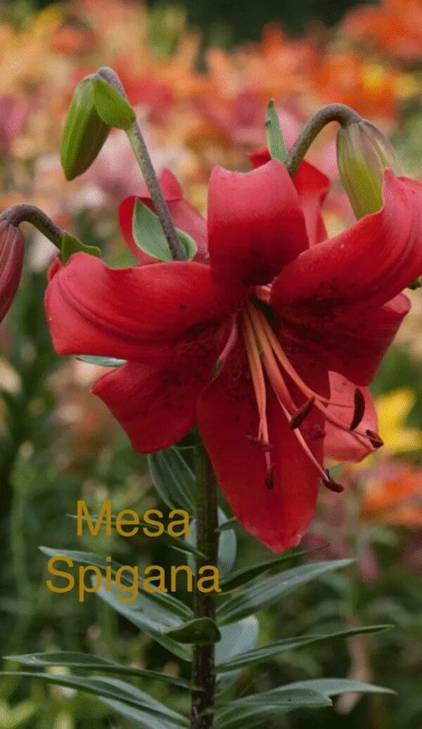 Close-up of a vibrant red lily flower in bloom.